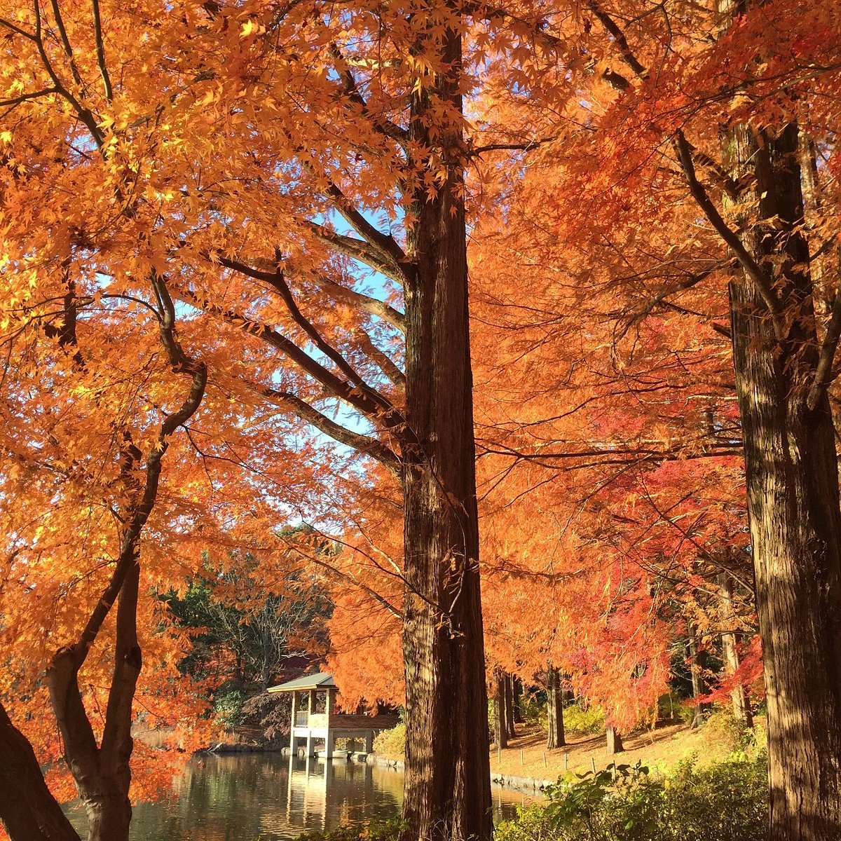 🏞️ 도치기현 중앙 공원 (토치기켄 추오 코엔) 이미지 7